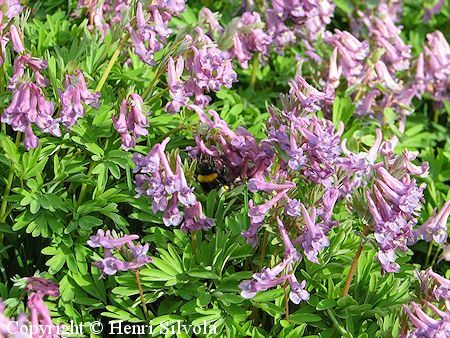 Corydalis solida, pystykiurunkannus